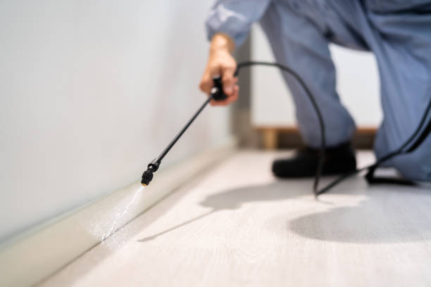 Licensed Ant Control service in Juneau City and Borough County, AK - Nex Pest Control